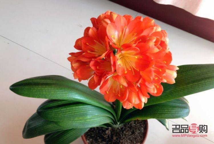 凯之雅美容怎么样(凯之雅美容怎么样好不好)