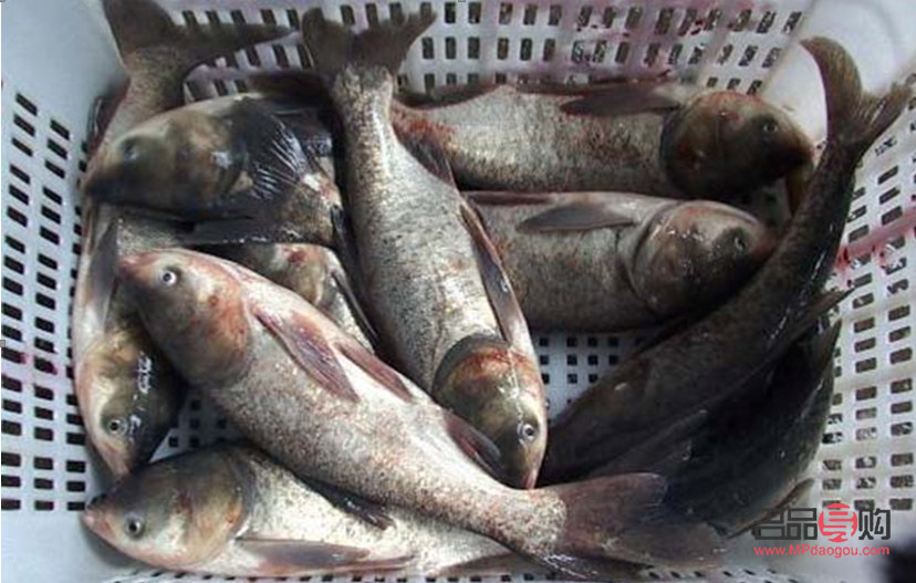 探秘鲤鱼的美容奥秘