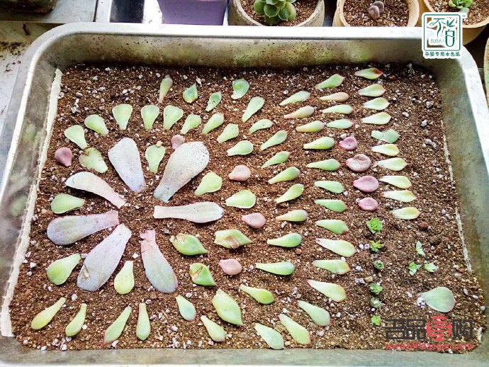 春天怎样护理身体(春天怎样护理身体最好)