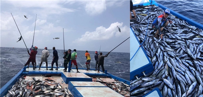 马尔代夫传统海钓技法展示