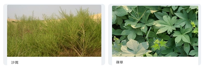 秋季防过敏，墨迹天气“过敏预报”为健康精准护航