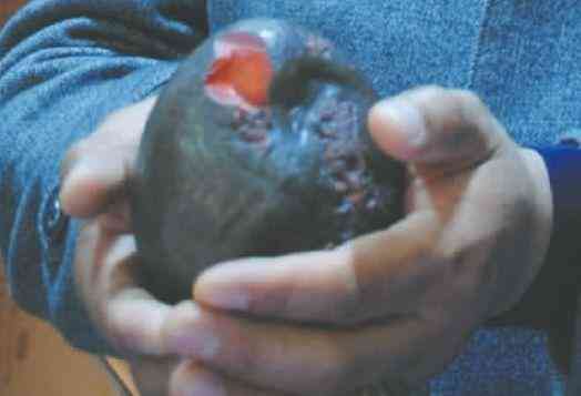 天然玛瑙奇石价格200万(20万玛瑙奇石图片)