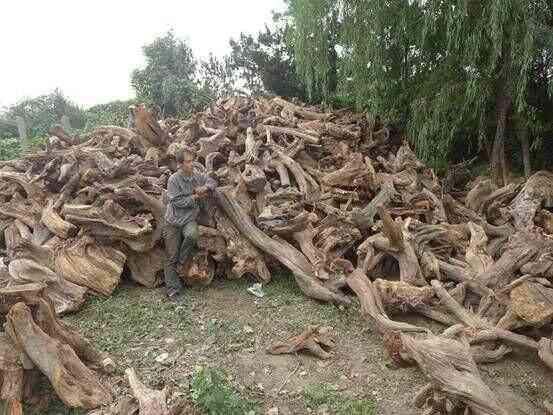 崖柏手串价格(太行山崖柏手串价格)