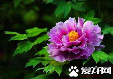 蓝田玉有几种颜色(蓝田玉翠玉是什么颜色)