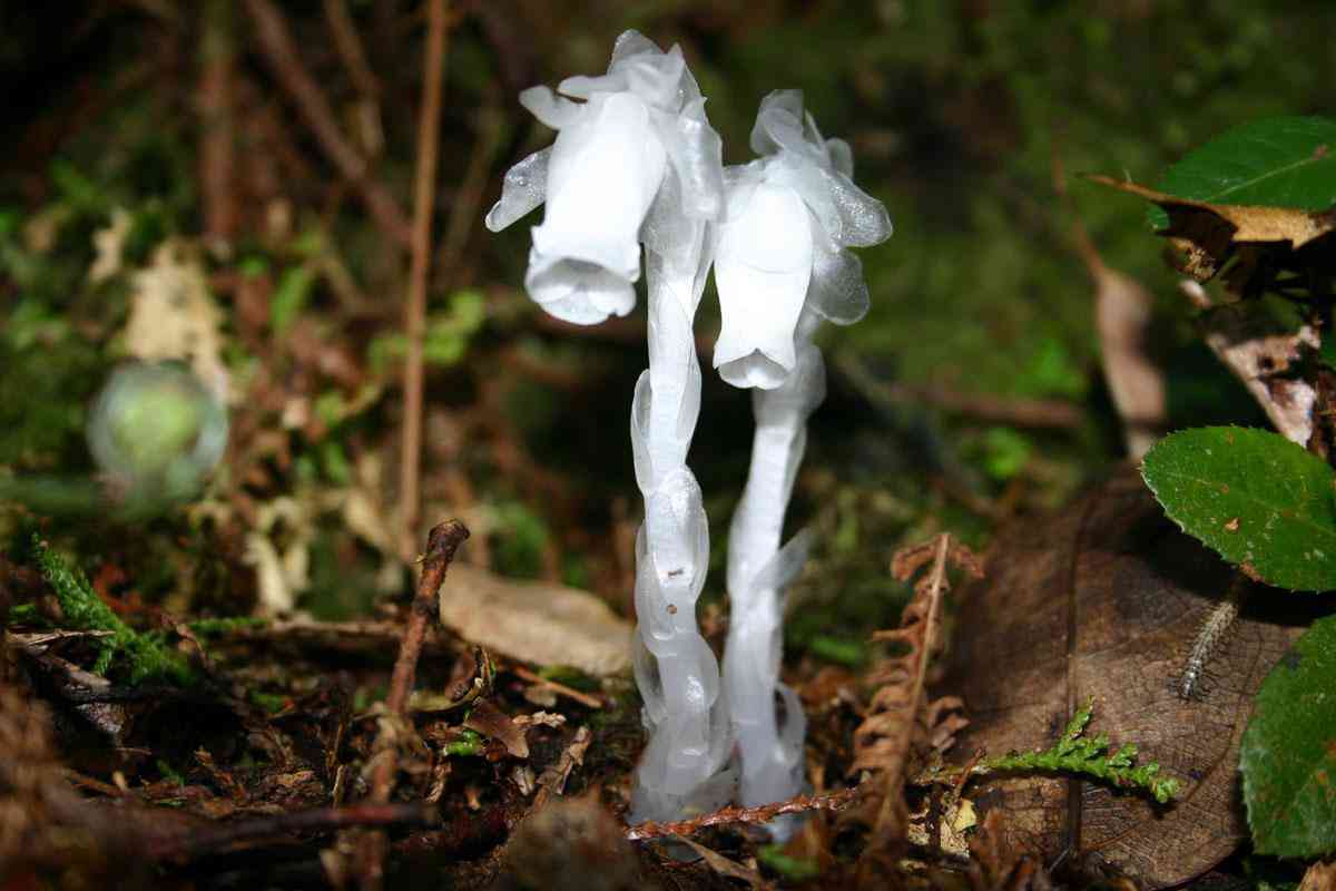 红水晶的功效与作用(红水晶的功效与作用寓意)