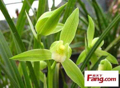 珍珠在风水上的作用(真假珍珠的10种鉴别方法)插图3 珍珠在风水上的作用(真假珍珠的10种鉴别方法)插图3