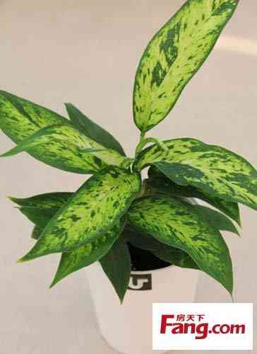 珍珠在风水上的作用(真假珍珠的10种鉴别方法)插图12 珍珠在风水上的作用(真假珍珠的10种鉴别方法)插图12