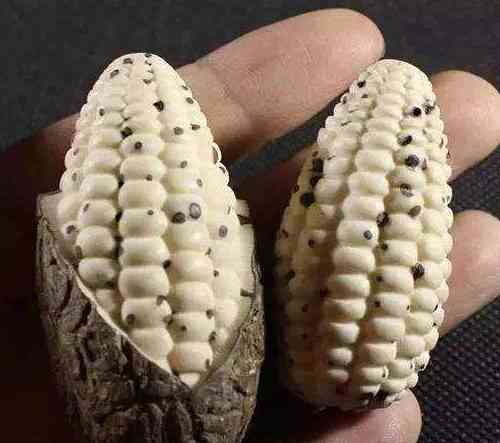 菩提子手串有什么好处(怎么鉴定菩提根手串真假)插图5