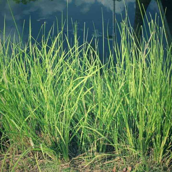 不同颜色水晶的寓意及功效(22种水晶的功效与禁忌)插图8