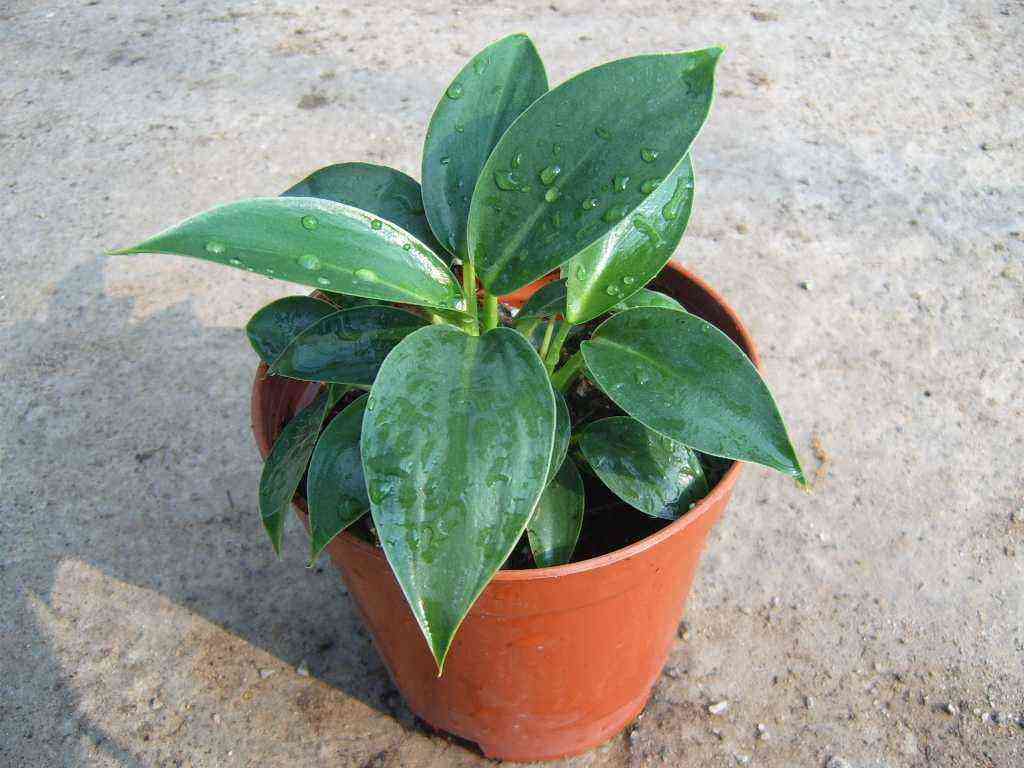 金钻有毒吗(大叶绿公主金钻有毒吗)