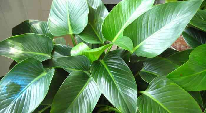 金钻有毒吗(大叶绿公主金钻有毒吗)插图3 金钻有毒吗(大叶绿公主金钻有毒吗)插图3