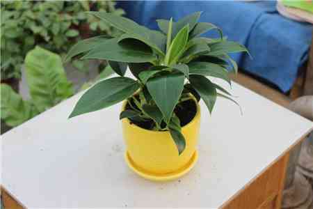 金钻有毒吗(大叶绿公主金钻有毒吗)插图5 金钻有毒吗(大叶绿公主金钻有毒吗)插图5