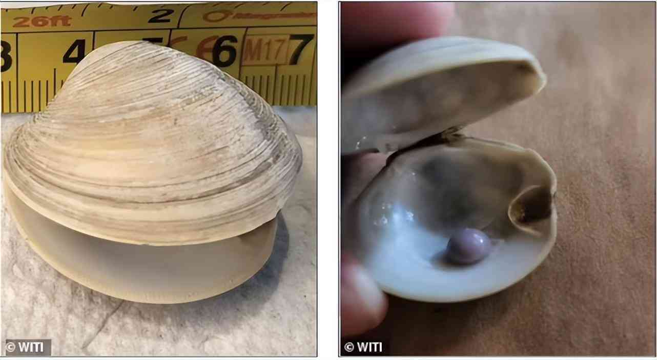 珍珠的价格多少钱一粒(真正的珍珠项链多少钱)插图2