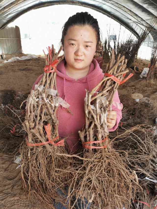 蓝宝石葡萄苗多少钱棵(蓝宝石葡萄苗每阶段注意事项)