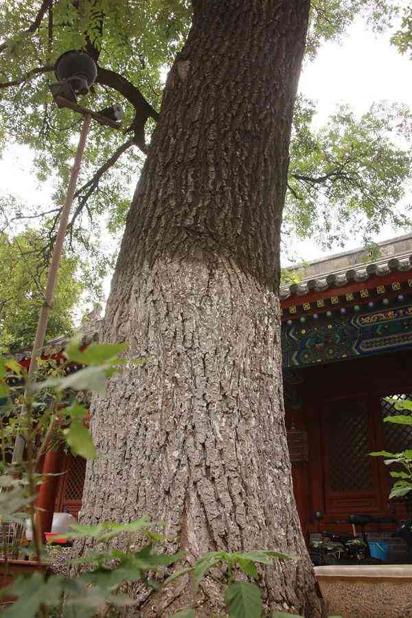 大家坛珠宝校长真面目(大家坛珠宝论坛)插图10