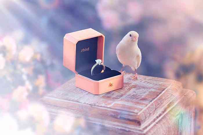 钻石小鸟.消息(钻石小鸟怎么样 知乎)插图2