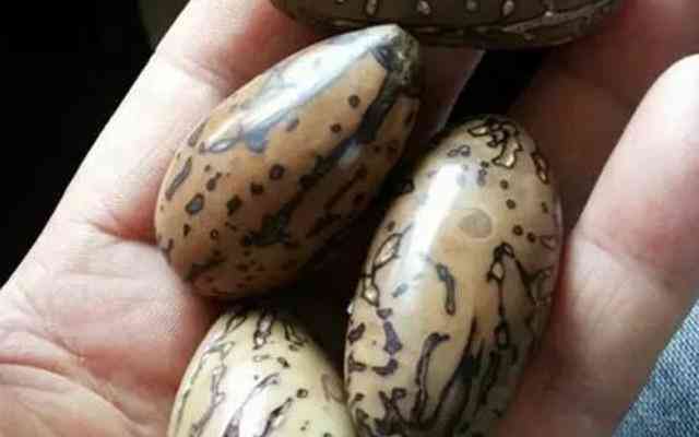 千眼菩提的危害(菩提子不能乱戴)插图4 千眼菩提的危害(菩提子不能乱戴)插图4