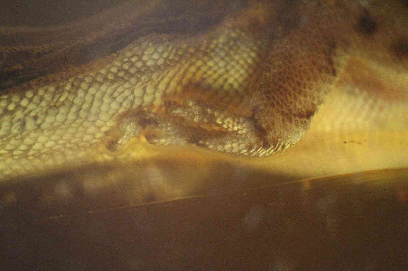 琥珀虫珀价格表(虫琥珀的价钱)插图1