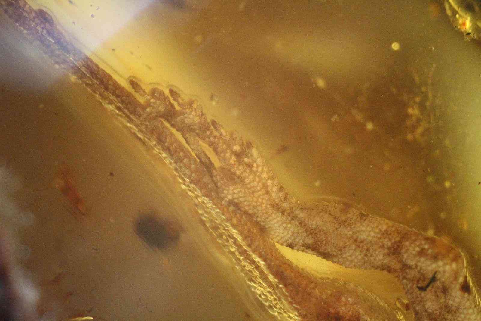 琥珀虫珀价格表(虫琥珀的价钱)插图2