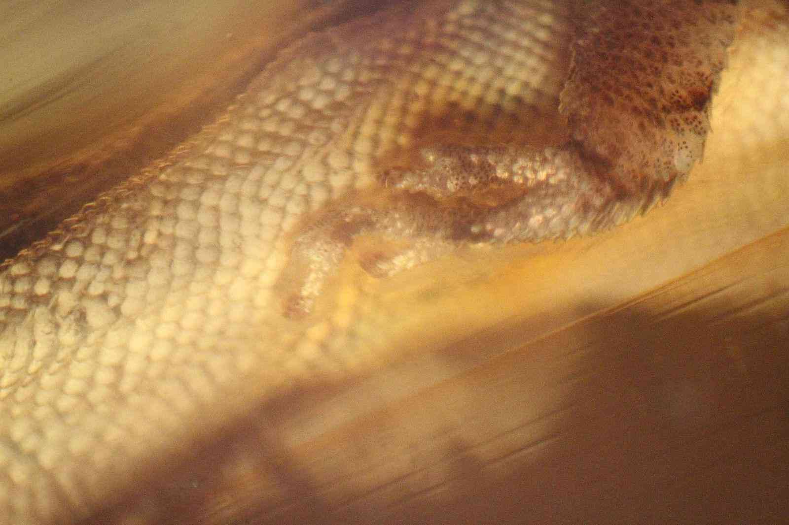 琥珀虫珀价格表(虫琥珀的价钱)插图3