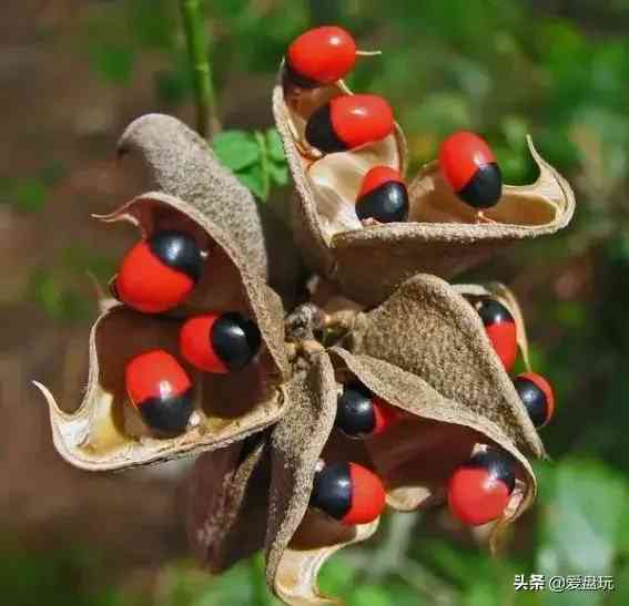 菩提手串种类(金刚菩提手串多少颗好)插图27