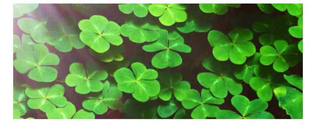 四叶草项链象征什么(四叶草项链象征什么寓意)