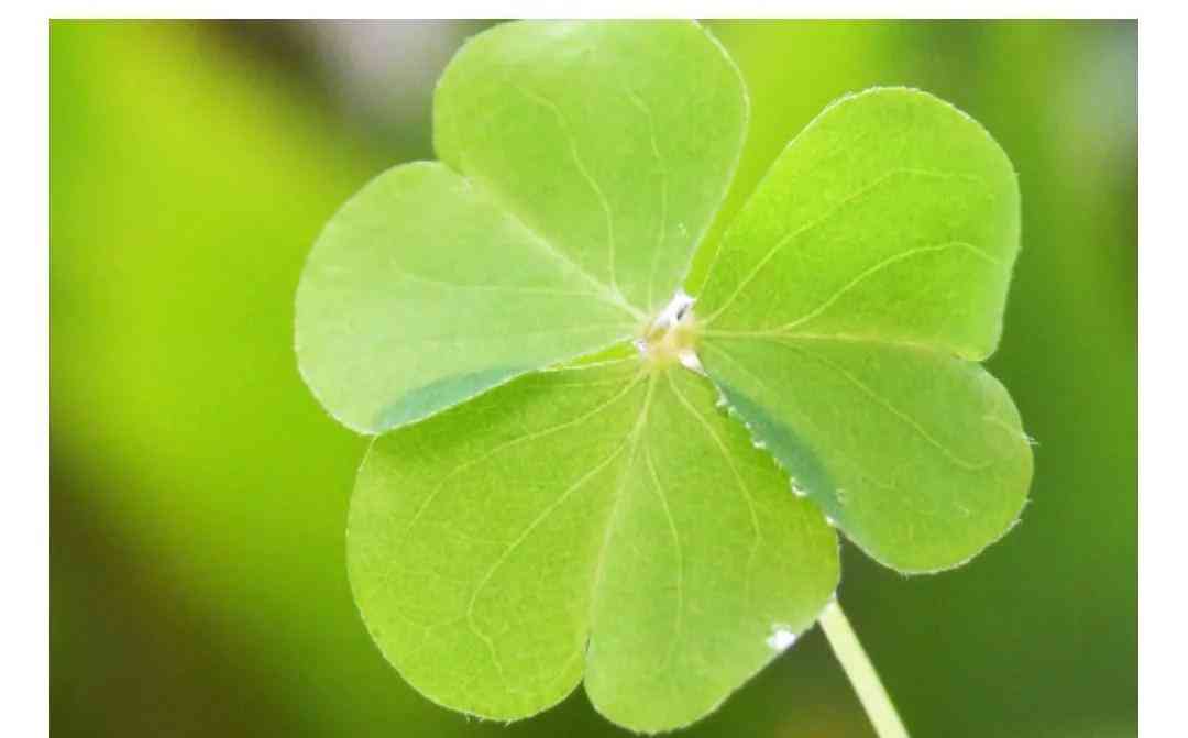 四叶草项链象征什么(四叶草项链象征什么寓意)插图1 四叶草项链象征什么(四叶草项链象征什么寓意)插图1