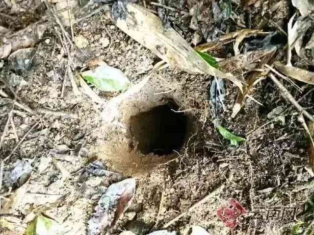 陨石价格多少钱一克(陨石价格多少钱一克.陨石价格图片一览)插图4