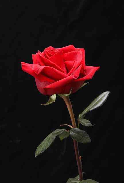 给情人送礼物送什么最好(送男人礼物前十件排名)插图1