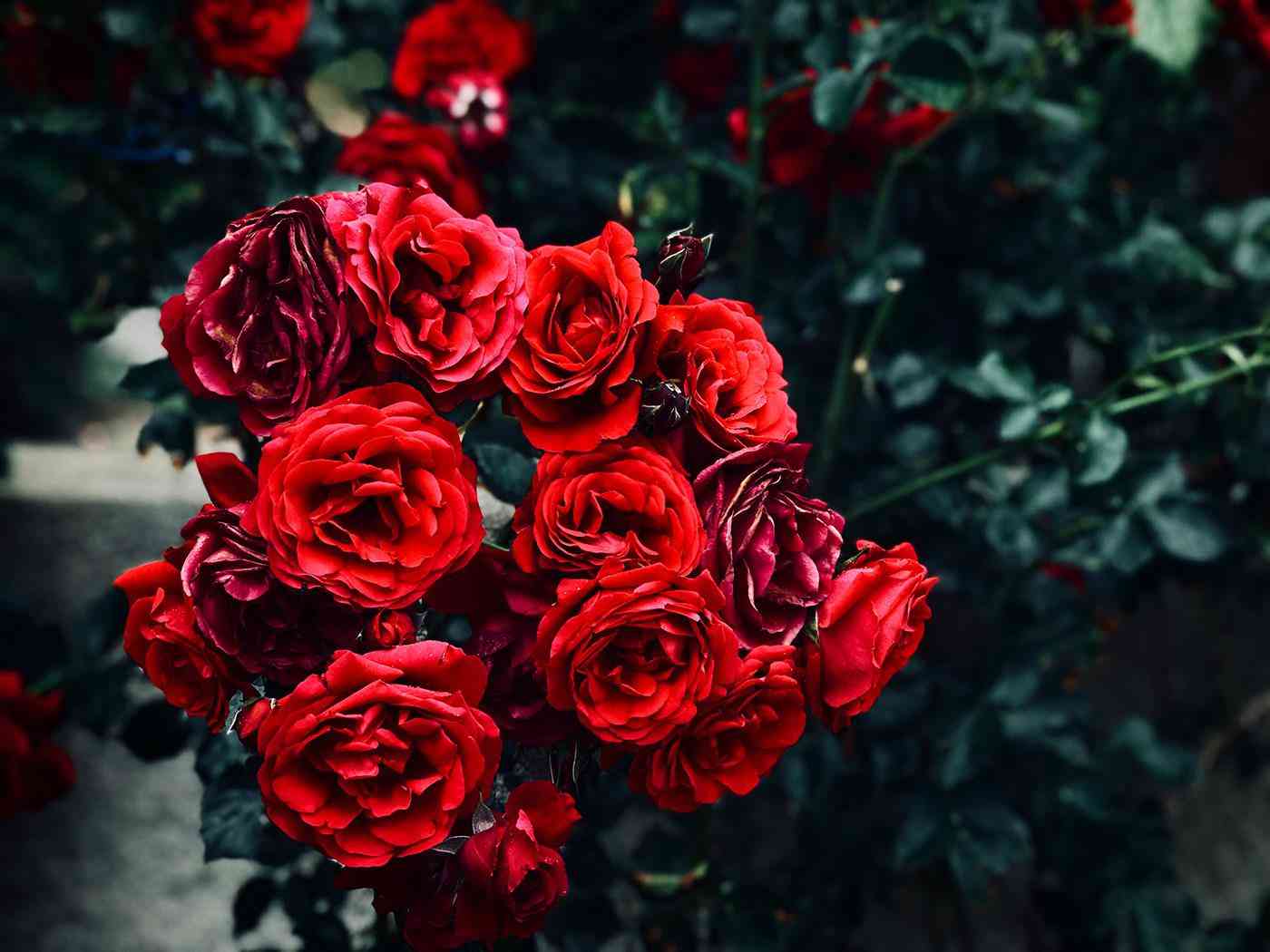 送女朋友生日礼物送什么好(女朋友生日送什么最好)插图1