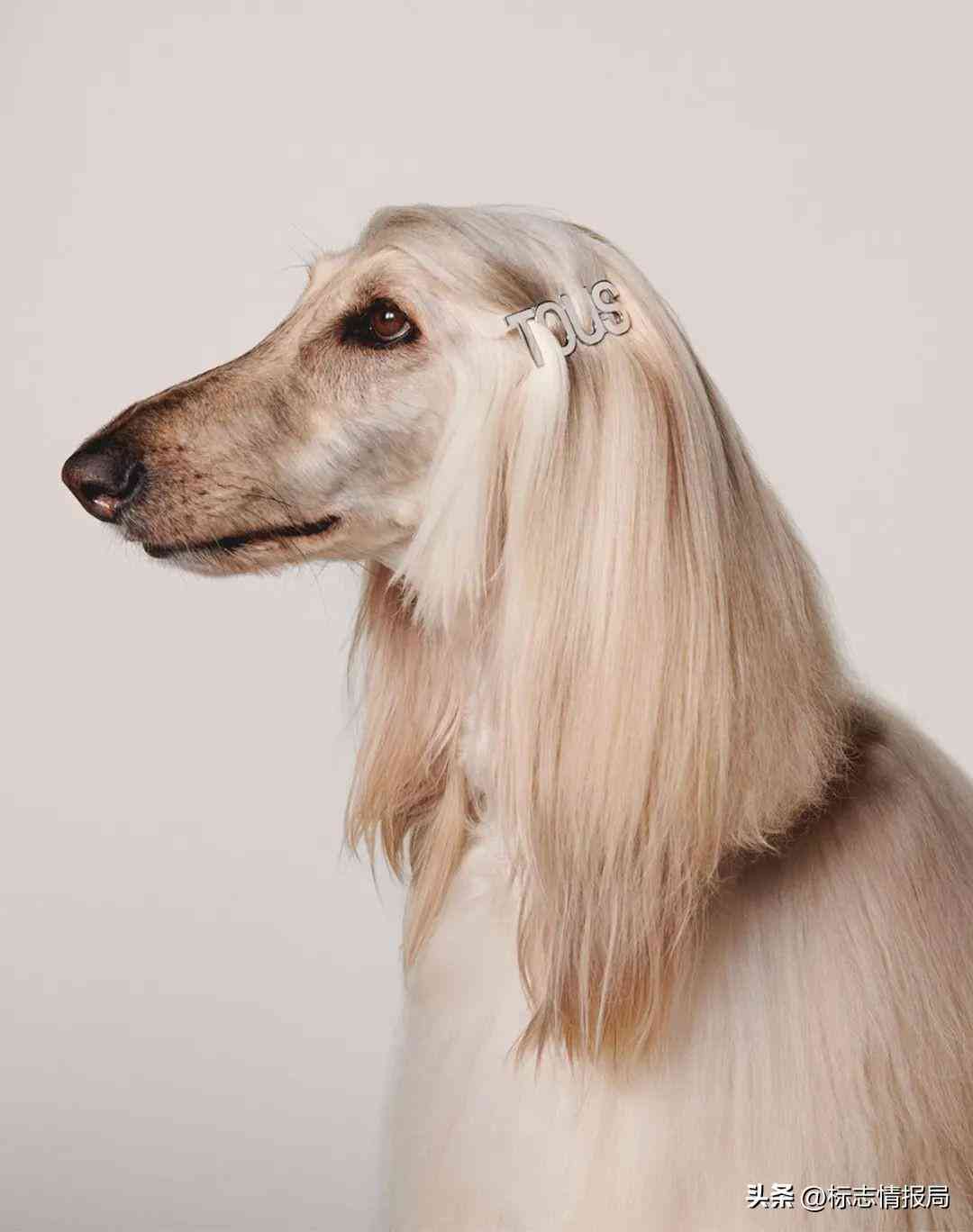 珠宝品牌logo(珠宝品牌logo大全)插图8 珠宝品牌logo(珠宝品牌logo大全)插图8