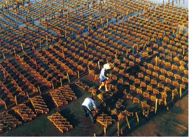 天然珍珠和淡水珍珠哪个好(天然珍珠和淡水珍珠哪个好看)插图5