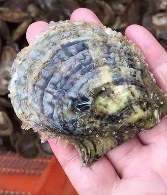 白色珍珠项链多少钱(白色珍珠项链戴久了会变色吗)插图10