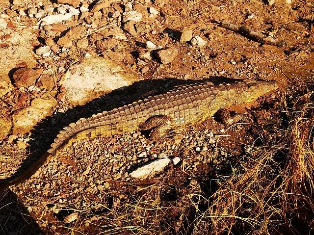 世界十大奢侈品牌包包排行(一线二线三线奢侈品牌包包)插图1