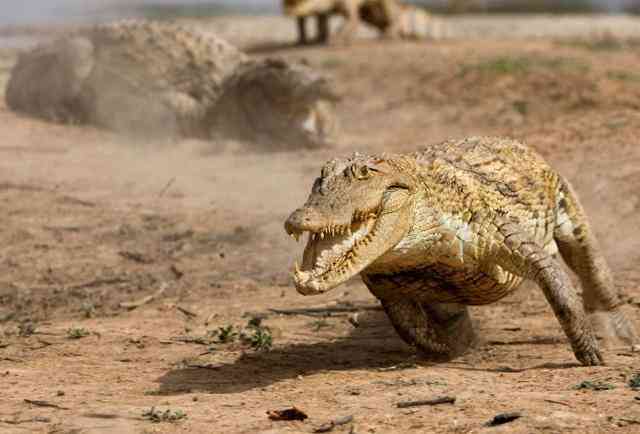 世界十大奢侈品牌包包排行(一线二线三线奢侈品牌包包)插图2