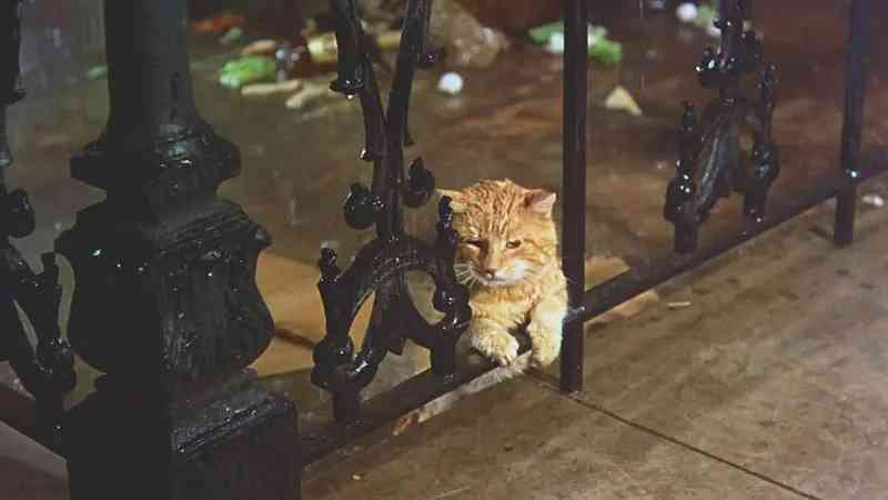 蒂凡尼的早餐经典片段(蒂凡尼的早餐经典镜头)插图7