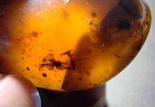 血琥珀的价格是多少一克(血琥珀价格多少钱一克)插图19