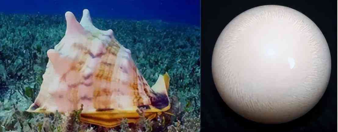 什么样的珍珠有收藏价值(什么样子的珍珠适合收藏)插图2