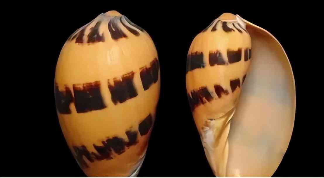 什么样的珍珠有收藏价值(什么样子的珍珠适合收藏)插图5