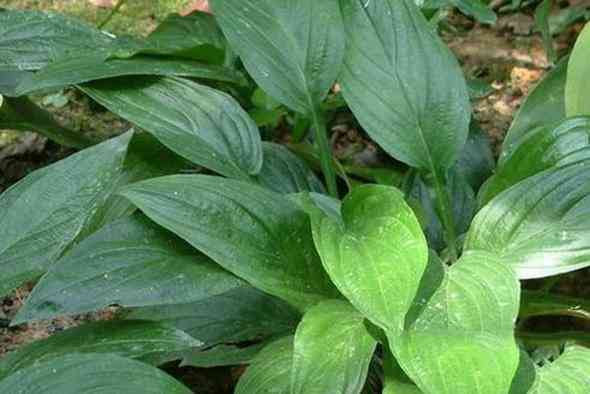 砭石的作用与功效(砭石)