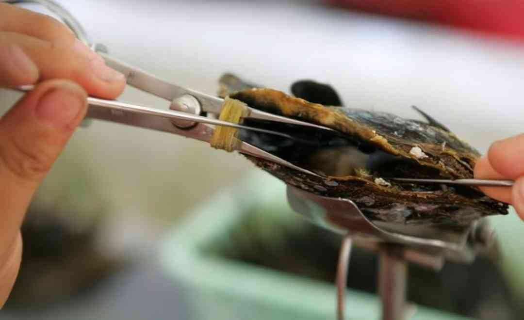 黑珍珠项链(黑珍珠项链的寓意)插图5