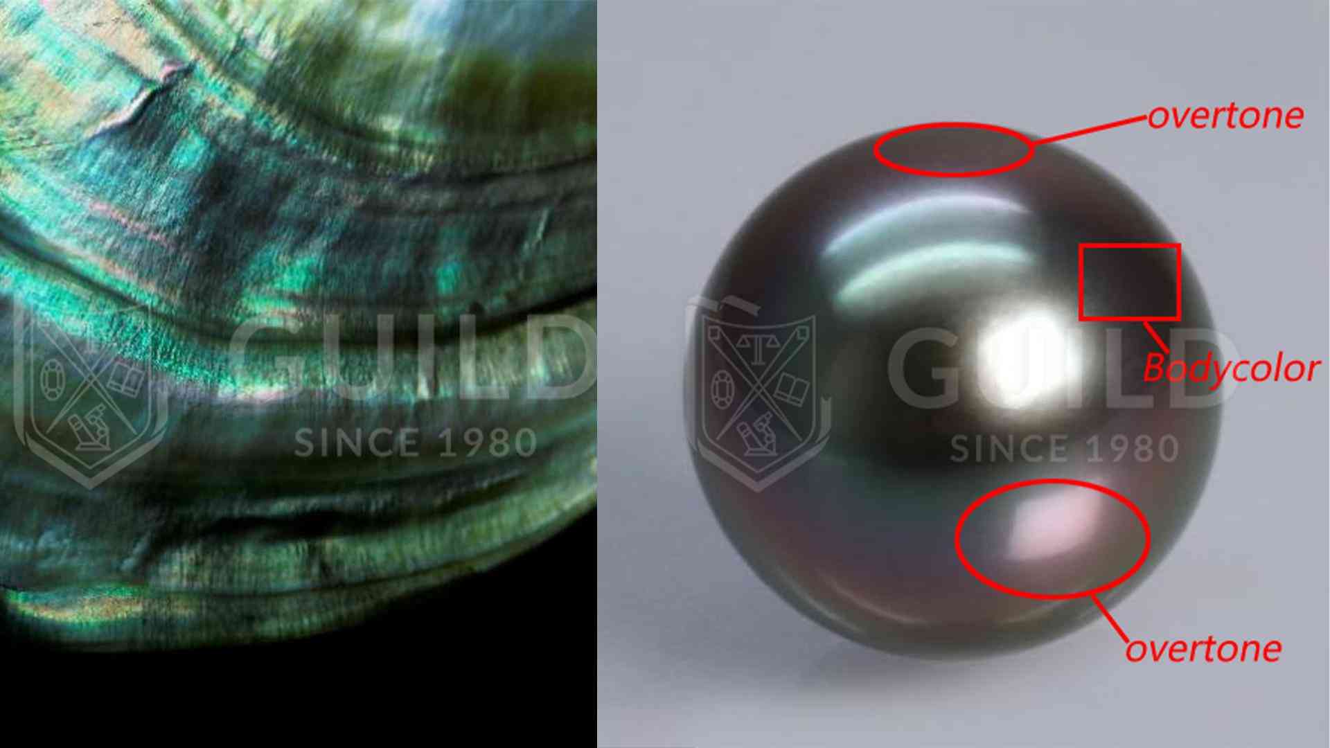 黑珍珠项链(黑珍珠项链的寓意)插图9