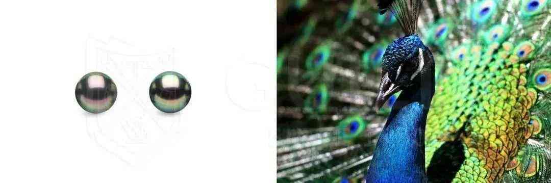 黑珍珠项链(黑珍珠项链的寓意)插图21