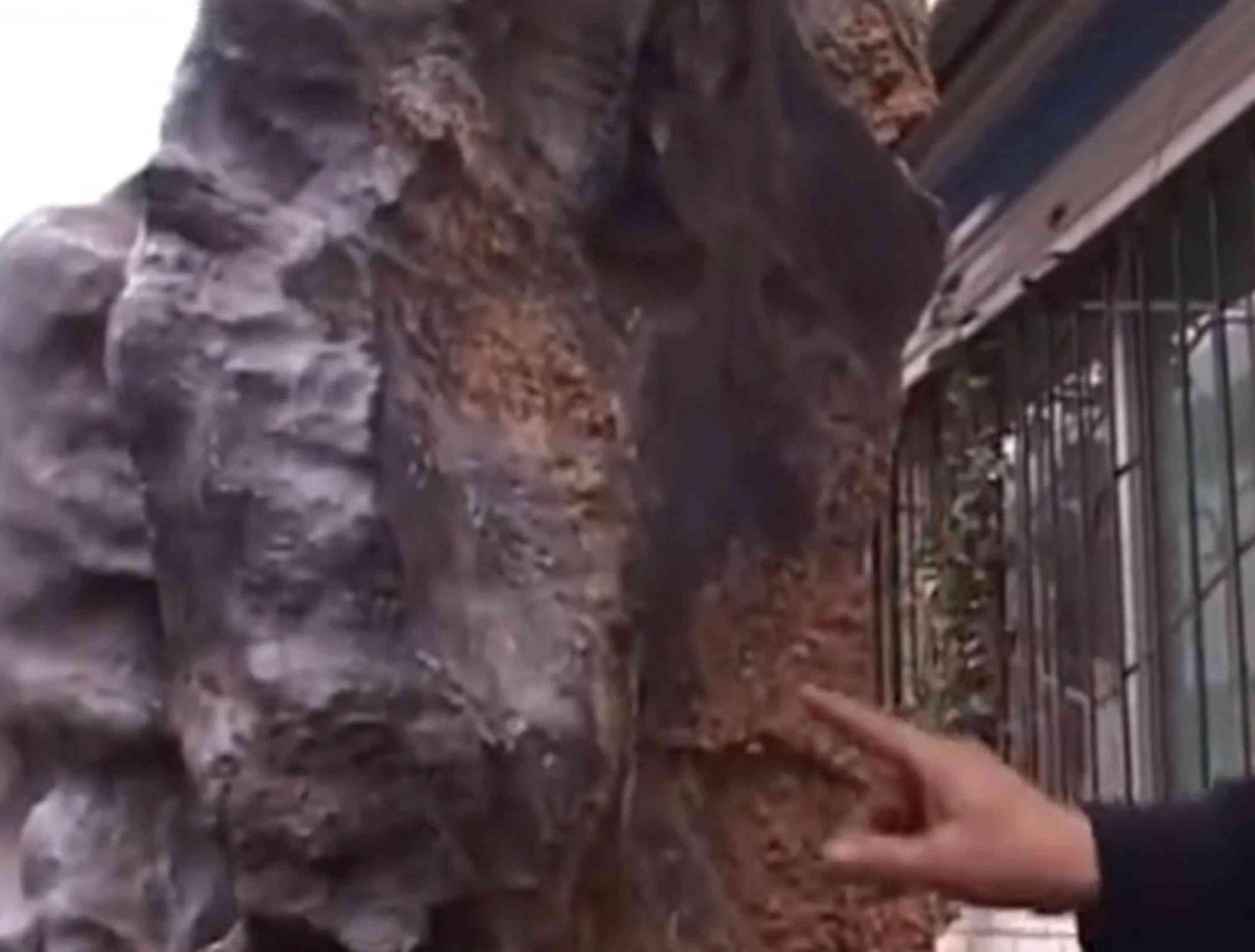 黑陨石价格多少钱一克(黑陨石价格能值多少钱一克)插图6