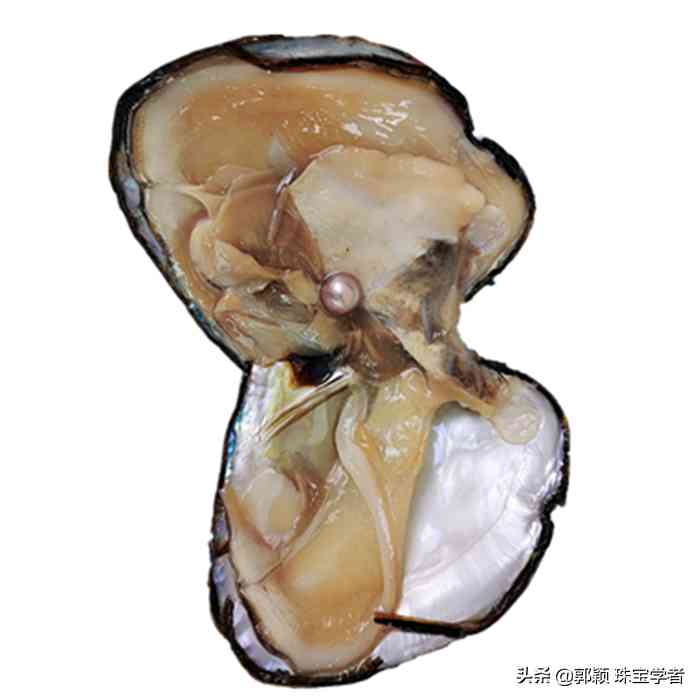 为什么不要买爱迪生珍珠插图7