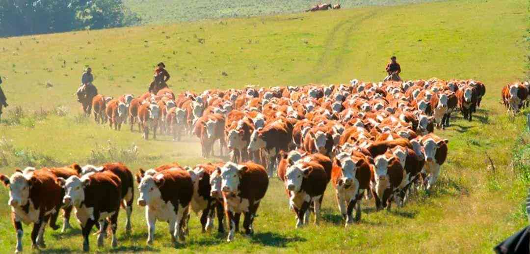 乌拉圭紫水晶800贵吗(乌拉圭紫水晶800贵吗值钱吗)插图7 乌拉圭紫水晶800贵吗(乌拉圭紫水晶800贵吗值钱吗)插图7