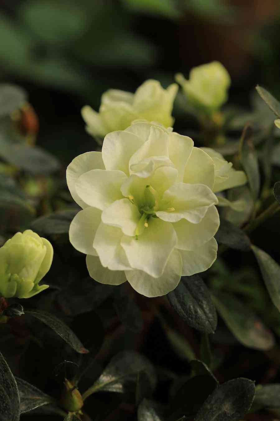 彩钻杜鹃花是几季花(彩钻杜鹃是一季花吗)插图4