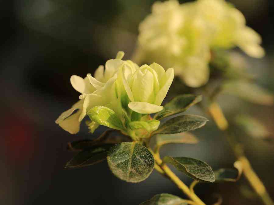 彩钻杜鹃花是几季花(彩钻杜鹃是一季花吗)插图5