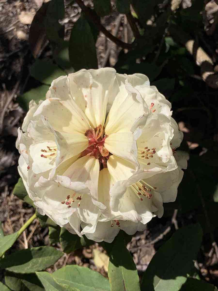 彩钻杜鹃花是几季花(彩钻杜鹃是一季花吗)插图8