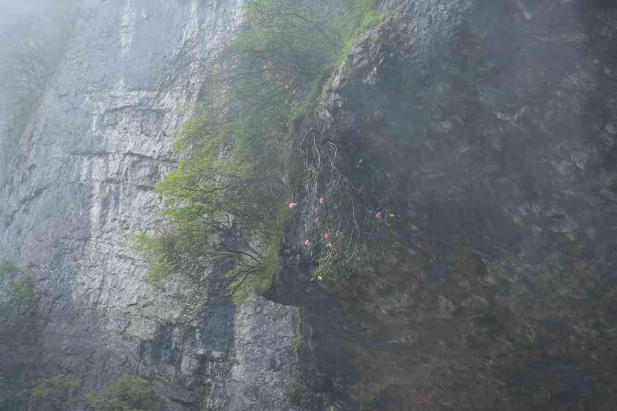 彩钻杜鹃花是几季花(彩钻杜鹃是一季花吗)插图10